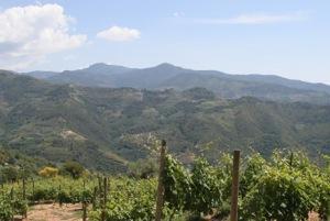 Terre Bianche Rossese di Dolceacqua 2009