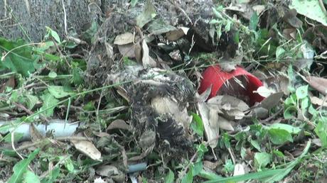 Video thumbnail. Click to play