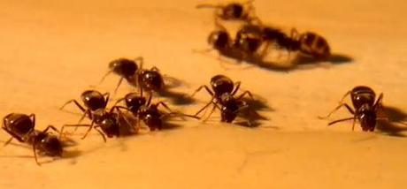Video: Nokia N8 e le formiche!