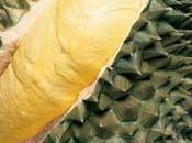 mefistofelico Durian