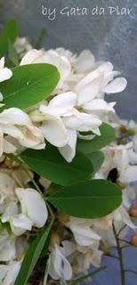 PANNA COTTA AL MIELE E FIORI D'ACACIA CON SALSA DI CILIEGIE