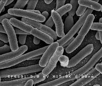 OMS: il focolaio epidemico in Germania causato da un nuovo ceppo di E. coli