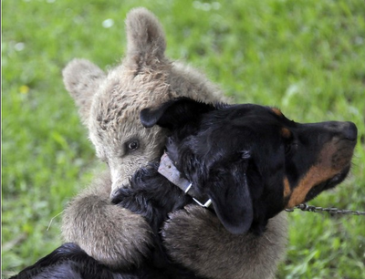 FOTO DEL GIORNO 2 GIUGNO 2011 : L'AMICIZIA IN SLOVENIA TRA CANE E ORSO