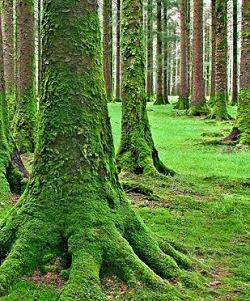 5 Giugno: Giornata Mondiale dell’Ambiente