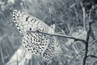 Natura in Bianco e Nero