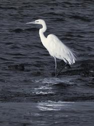 Natura in Bianco e Nero