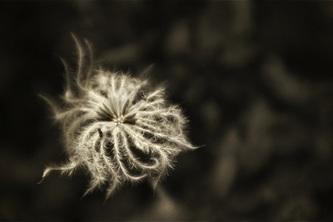 Natura in Bianco e Nero