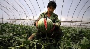 DOPO LE ANGURIE ESPLOSIVE, IL MAIALE IRIDESCENTE E IL LATTE ALLA MELAMINA, LA CINA COLTIVA BIOLOGICO...