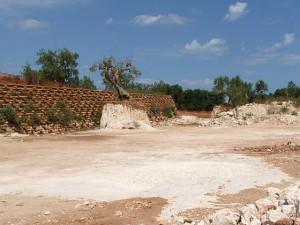 Gli ulivi monumentali della Terra di Egnazia.