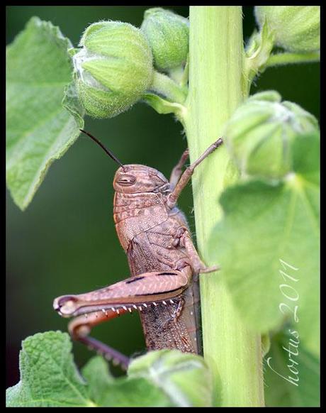 locusta