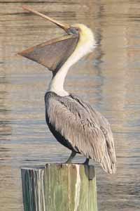 pellicano balene convergenza evolutiva