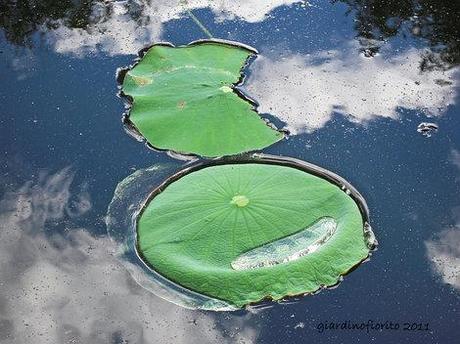 Amsterdam. Orto botanico/1