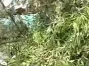 Aversa Differenziamoci (04.06.11)