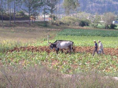 Cuba: i lavoratori per proprio conto oltrepassano i 300.000