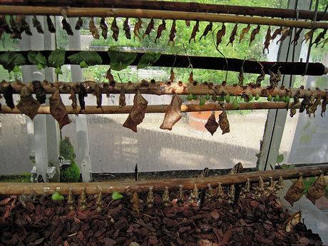 Amsterdam. Orto botanico. La casa delle farfalle