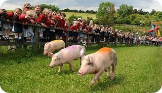 racing, ovvero corsa maiali