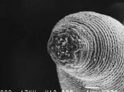 Halicephalobus mephisto, verme vive chilometro profondità nella crosta terrestre
