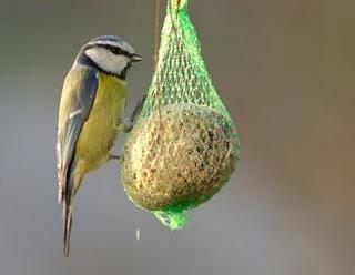 Dai colibrì alle cince: si parte!