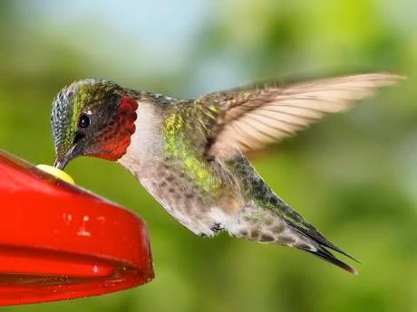 Dai colibrì alle cince: si parte!