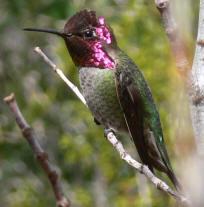 Dai colibrì alle cince: si parte!