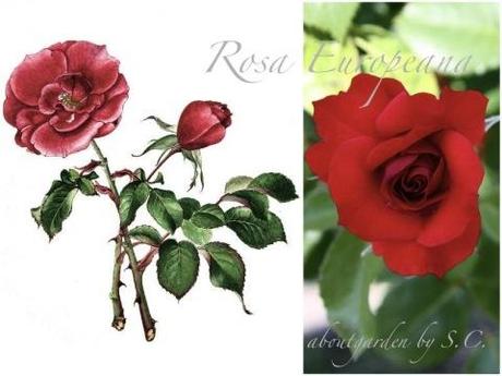 rose e acquerello