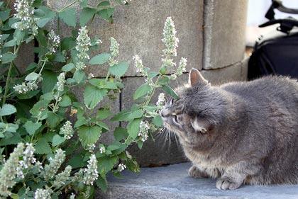 Nepeta cataria, inebriante per i gatti, dolcemente sedativa per tutti