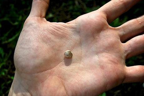 Un giorno in campagna