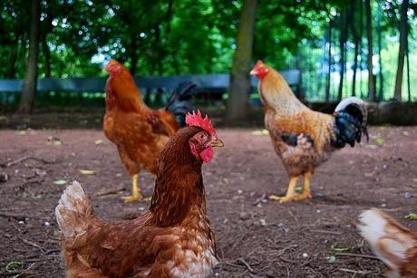 Un giorno in campagna