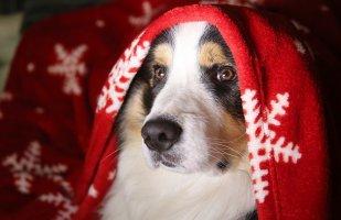 Un Natale sereno anche per gli animali animali natale
