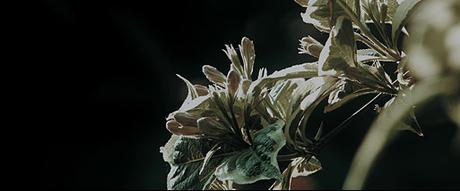 Resoconti VIS 2018 | Archivio Cortometraggi Resoconti VIS 2018 | Archivio Cortometraggi