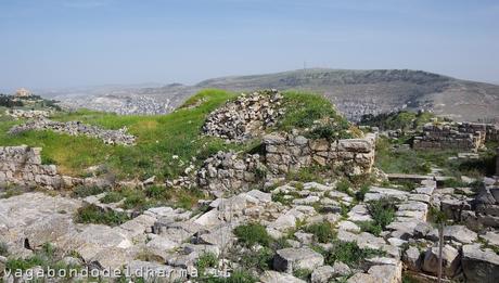 palestina palestina