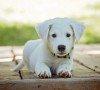 Come educare un cucciolo di cane nella giusta maniera Come educare un cucciolo di cane nella giusta maniera