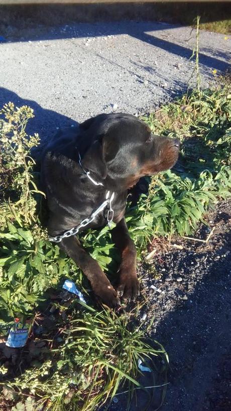 Cane abbandonato sul Grande Raccordo Anulare cerca casa Cane abbandonato sul Grande Raccordo Anulare cerca casa