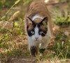 Gatto che barcolla, ecco le possibile cause Gatto che barcolla, ecco le possibile cause