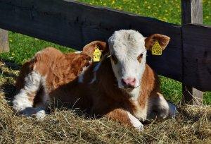 Benessere animale? Le etichette sono ingannevoli benessere animale