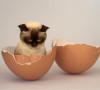I gatti possono mangiare le uova? E che beneficio ne traggono? i gatti possono mangiare le uova