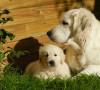 Ciclo dei cani: quanto tempo dura il ciclo dei cani? ciclo del cane