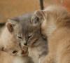 Cucciolata di micini: cosa fare quando se ne trova una Cucciolata di micini