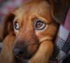 Sindrome di Wobbler nel cane: sintomi, diagnosi e cura sindrome di wobbler nel cane