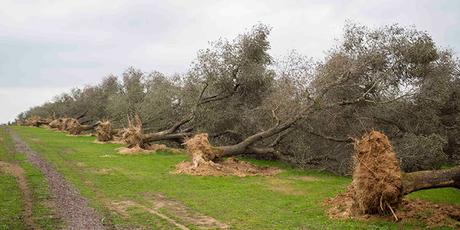⚠️⚠️⚠️ XYLELLA: ECCO COSA FARE PER RIDURRE IL RISCHIO ⚠️⚠️⚠️ ⚠️⚠️⚠️ XYLELLA: ECCO COSA FARE PER RIDURRE IL RISCHIO ⚠️⚠️⚠️