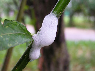 ⚠️⚠️⚠️ XYLELLA: ECCO COSA FARE PER RIDURRE IL RISCHIO ⚠️⚠️⚠️ ⚠️⚠️⚠️ XYLELLA: ECCO COSA FARE PER RIDURRE IL RISCHIO ⚠️⚠️⚠️