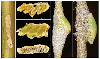 ⚠️⚠️⚠️ XYLELLA: ECCO COSA FARE PER RIDURRE IL RISCHIO ⚠️⚠️⚠️ ⚠️⚠️⚠️ XYLELLA: ECCO COSA FARE PER RIDURRE IL RISCHIO ⚠️⚠️⚠️
