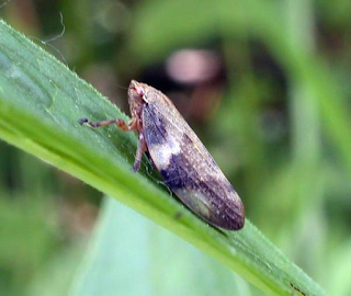 ⚠️⚠️⚠️ XYLELLA: ECCO COSA FARE PER RIDURRE IL RISCHIO ⚠️⚠️⚠️ ⚠️⚠️⚠️ XYLELLA: ECCO COSA FARE PER RIDURRE IL RISCHIO ⚠️⚠️⚠️