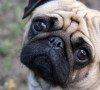 Carlino, carattere e prezzo – Razze cani il Cane carlino cani di razza