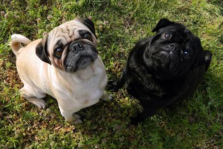 Carlino, carattere e prezzo – Razze cani il carlino