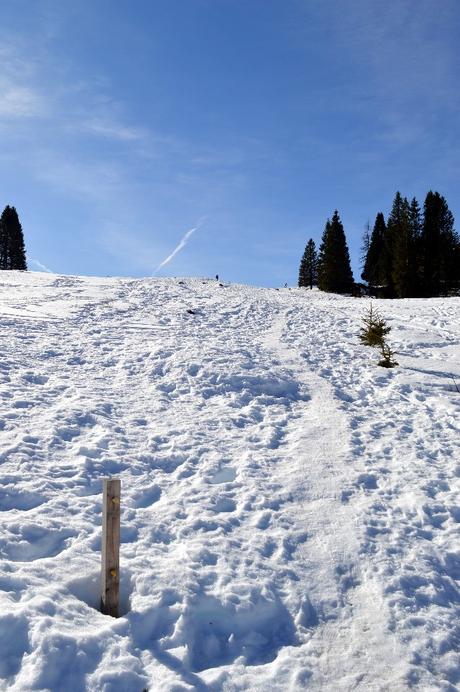 ciaspole monte maggio passo coe alpe cimbra ciaspole monte maggio passo coe alpe cimbra