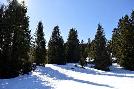ciaspole monte maggio passo coe alpe cimbra ciaspole monte maggio passo coe alpe cimbra
