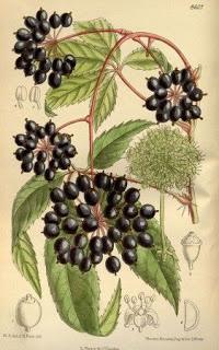 Il Ginseng siberiano: un potente adattogeno naturale Il Ginseng siberiano: un potente adattogeno naturale