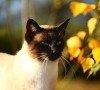 Alimentazione del gatto siamese: come deve essere? Alimentazione del gatto siamese: come deve essere?