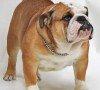 Bulldog Inglese carattere e prezzo – Razze Cani bulldog inglese razze cani